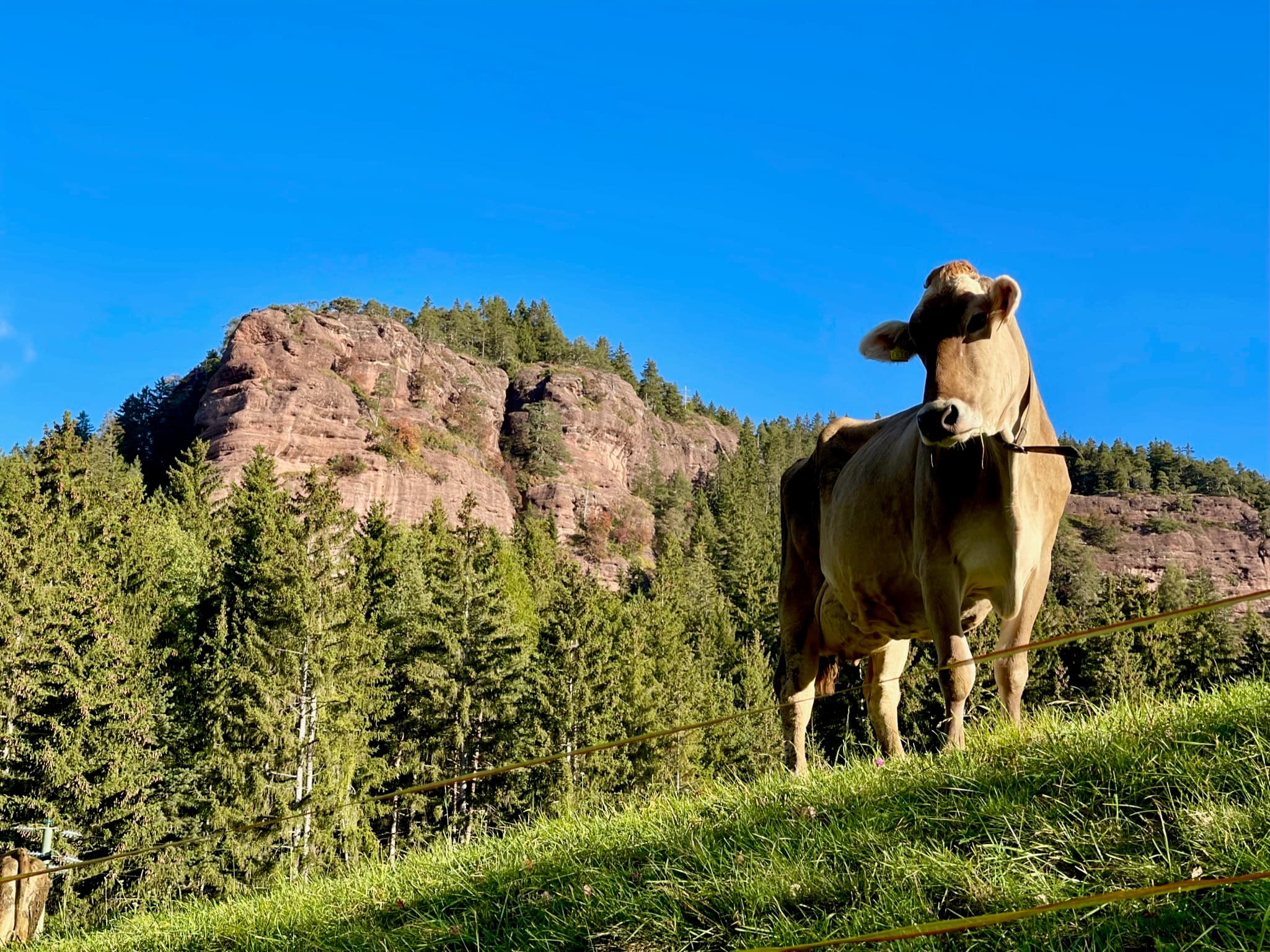 Alpine cow in the Verano meadows